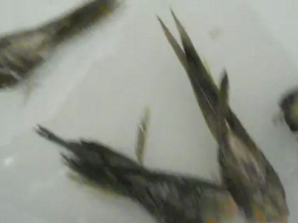 le bain de bébé callopsites !!!