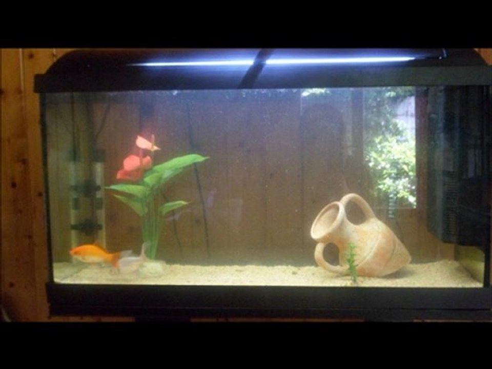 Mes poissons rouges.