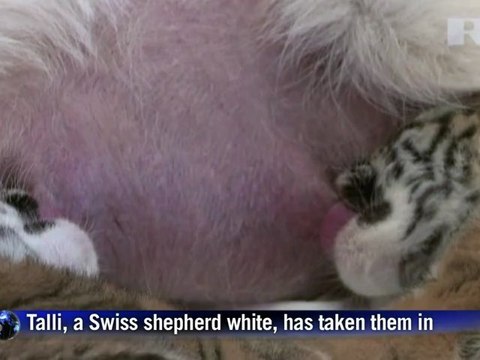 Russian dog adopts tiger cubs in Sochi zoo