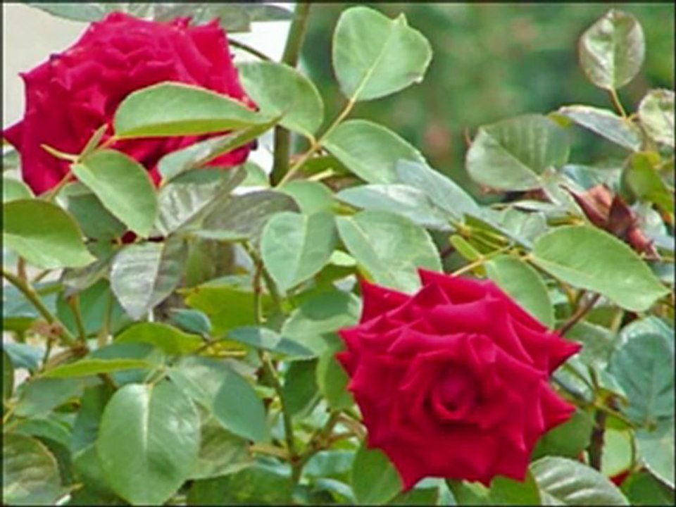 Mustafa Demirci-Hasta Gönlüm Medineyi Arzular