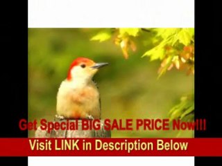[REVIEW] Nikon 200-400mm f/4G AF-S SWM SIC ED IF VR II Nikkor Super Telephoto Zoom Lens for Nikon Digital SLR Cameras