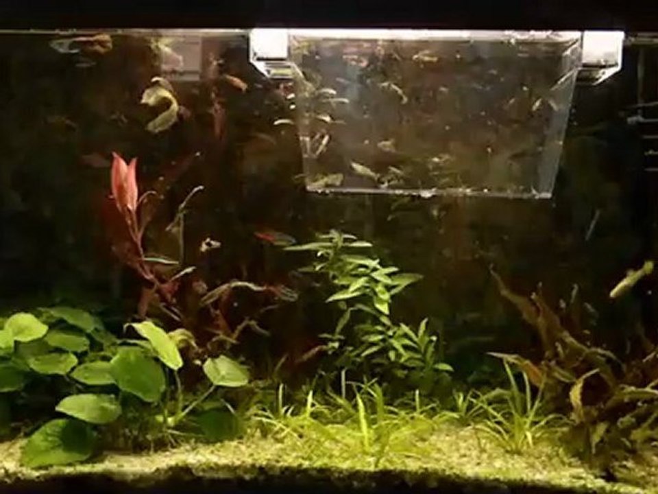 mon aquarium n° 1 vue en HD 720p