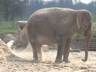 Circus owner convicted of abusing Anne the elephant