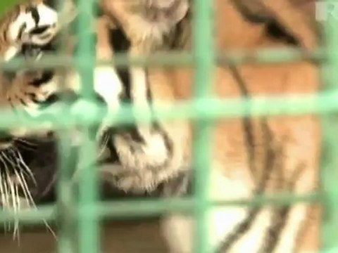 Schäferhündin als Adoptiv-Mama für Tiger-Babys