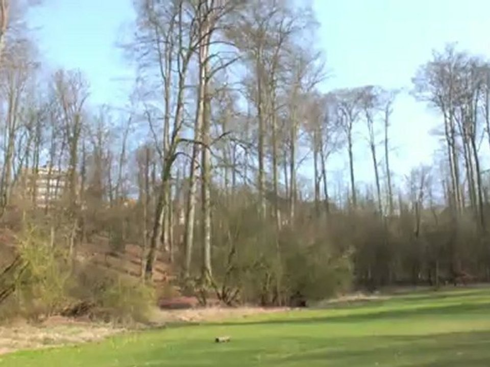 Chute d'un Arbre