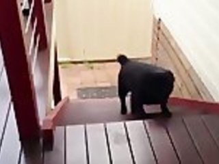 Stair Climbing Pug