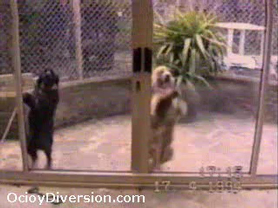 Funny dogs!