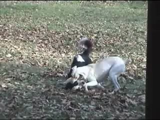 concours de ferrade bandido 2012