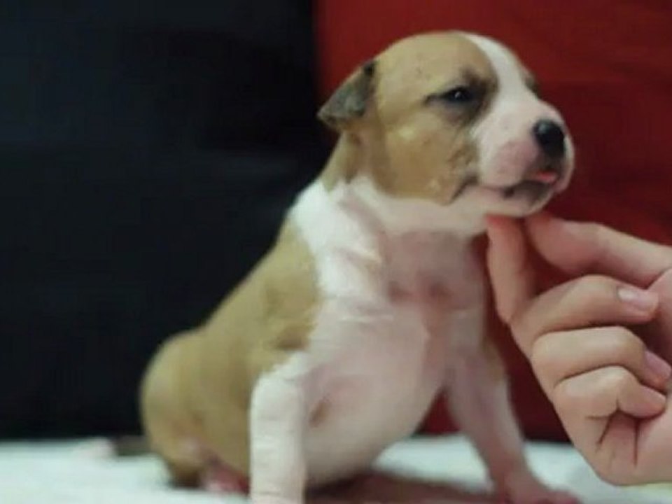 Elevage Of Passion Amstaff / chiot amstaff