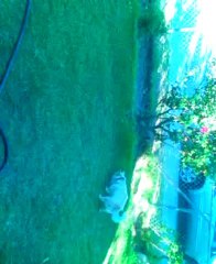 My dog banana going crazy with the ball