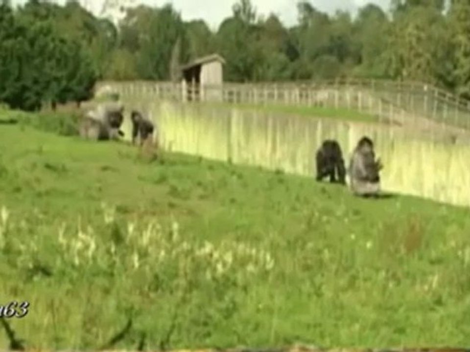 videoplayback_2