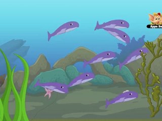 Animal Facts - Fish
