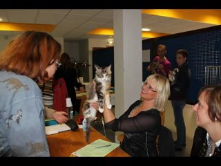Chatterie géants du Nideck- Nos  maine coon