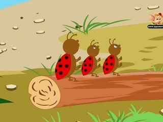 Animal Facts - Lady Bug