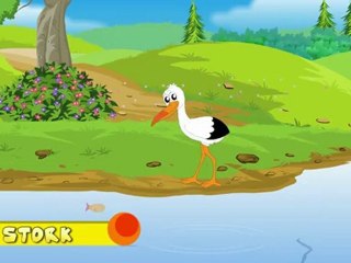 Animal Facts - Stork