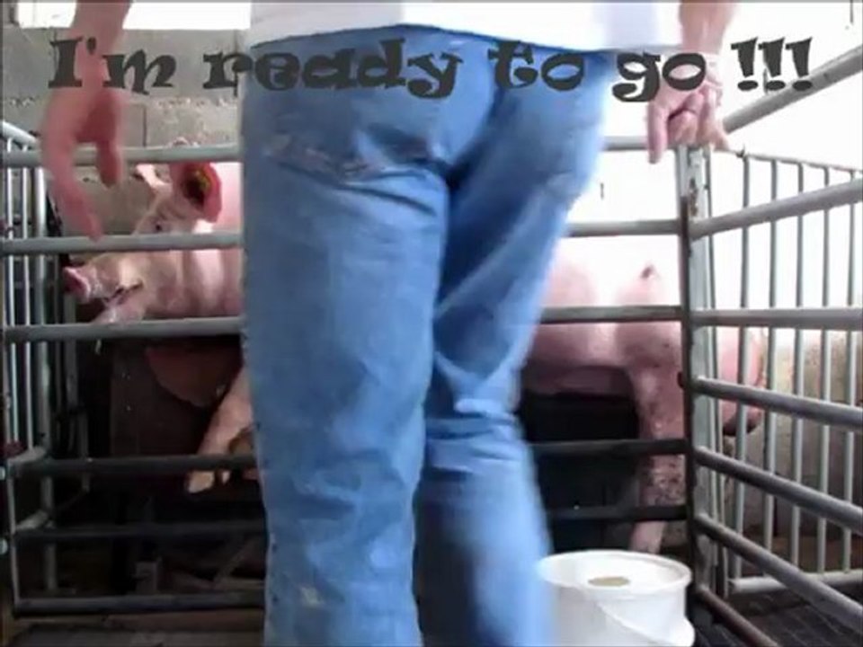 Prélevement de sperme chez le porc