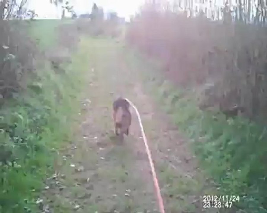 Vic le vicking DE CELIUS