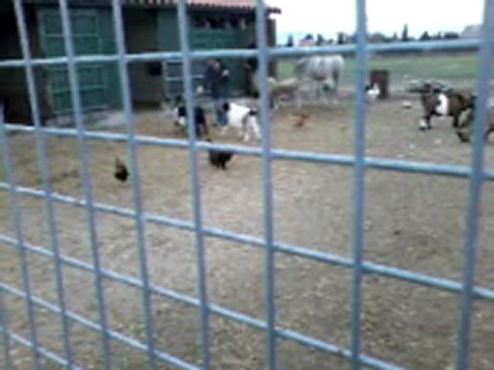 tetel au refuge avec ses nouveaux copains