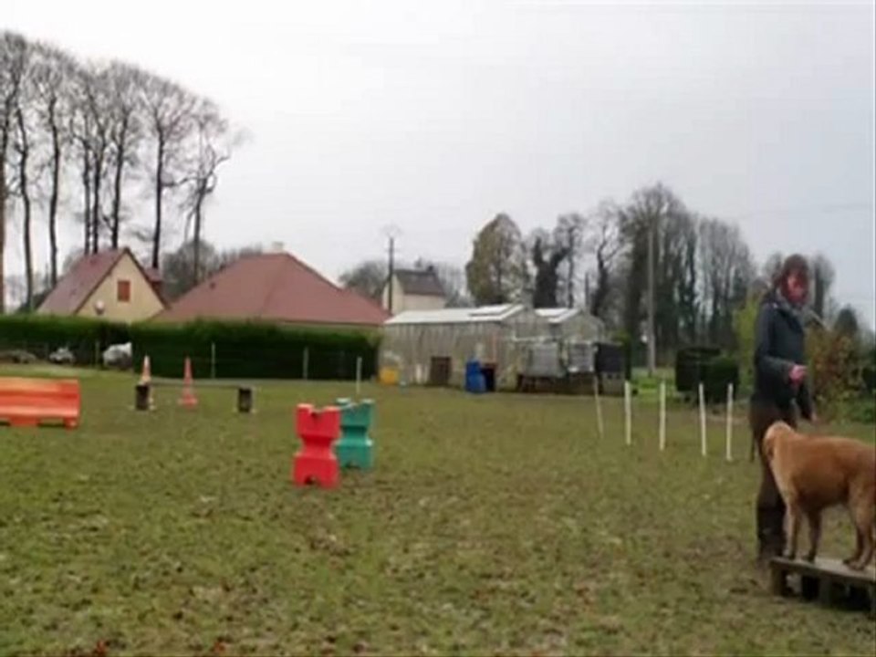 Baya dressage agility 24.11.12