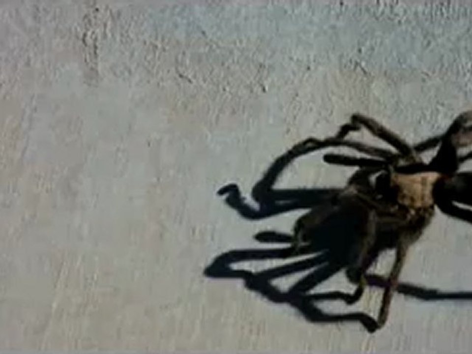 (133) Mr. Tarantula
