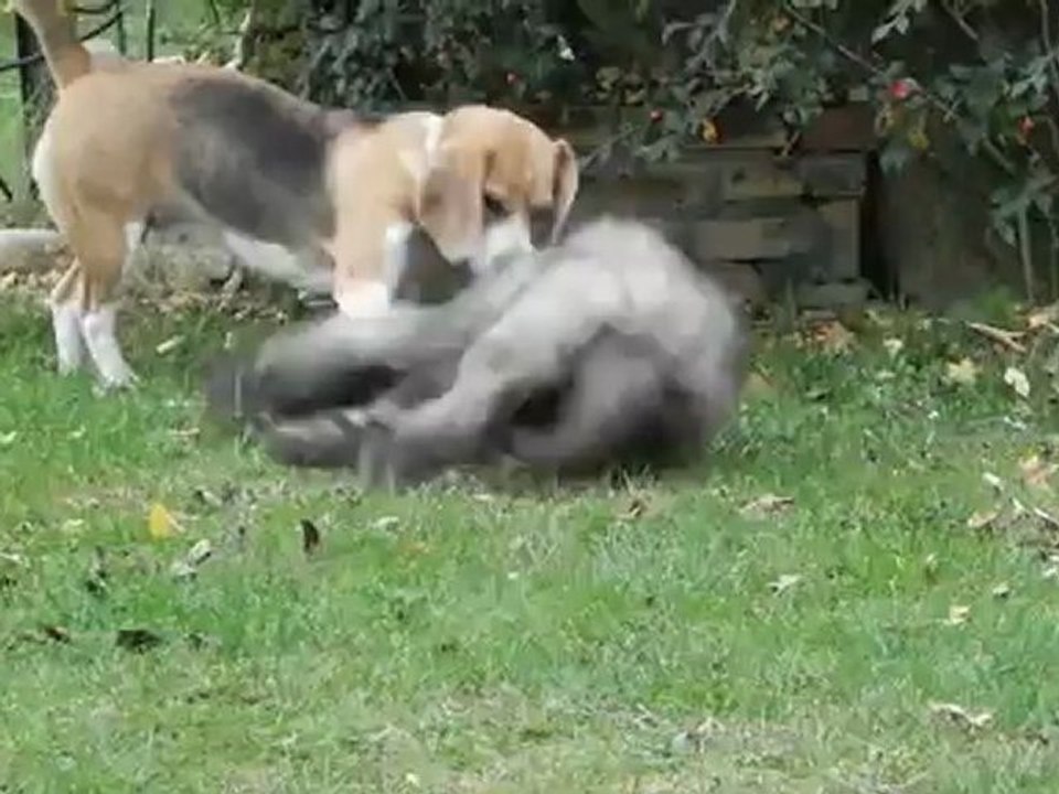 H'ley - Vidéo n°14 - 25 novembre 2012 - Course poursuite pour un jouet