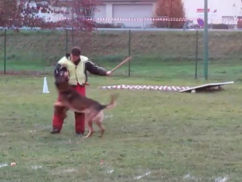 Cisco de la Haute Morinière Ring 2 St Julien de Concelles 24.11.2012 fuyante