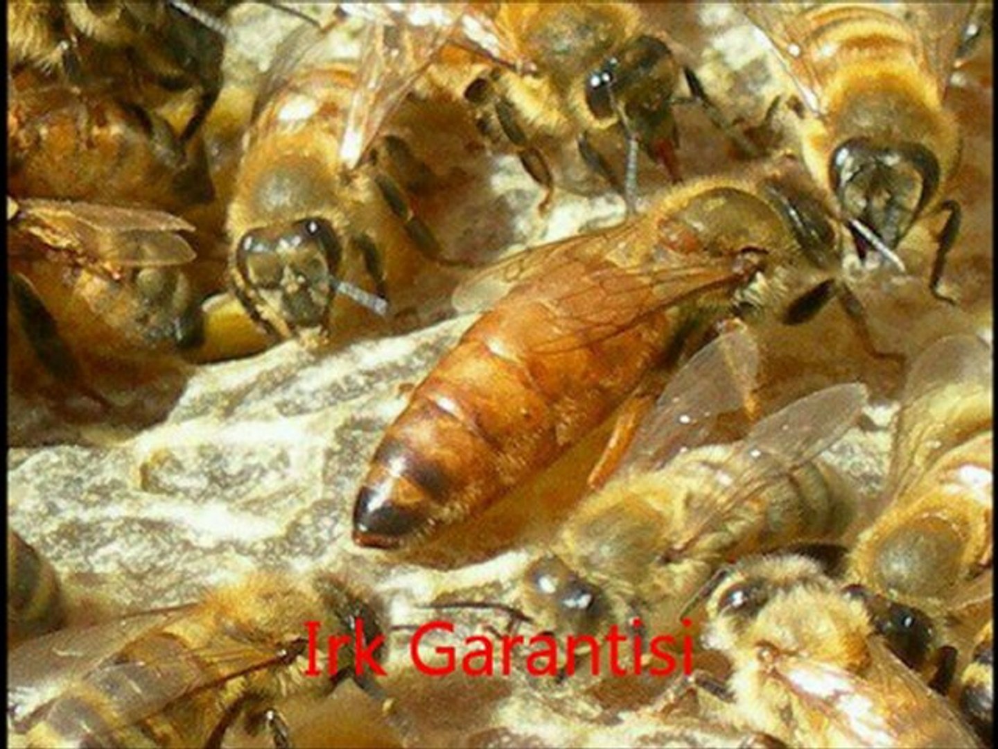 Damizlik Kafkas Posof Ekotipi Ana Ari Macahelas