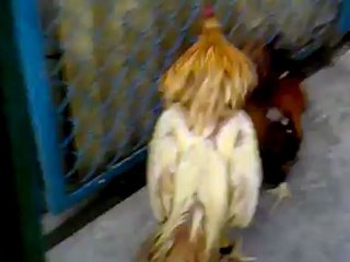 XAM SON 2K3 - KHET SUA 2K5 1X