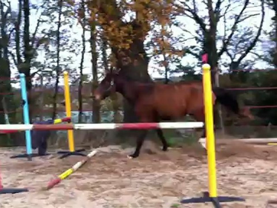 arobase d'ardelay 25/11/12  droit 110 (2)