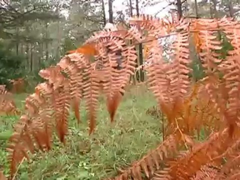 TV3 - Caçadors de bolets - Caçadors de bolets - capítol 84