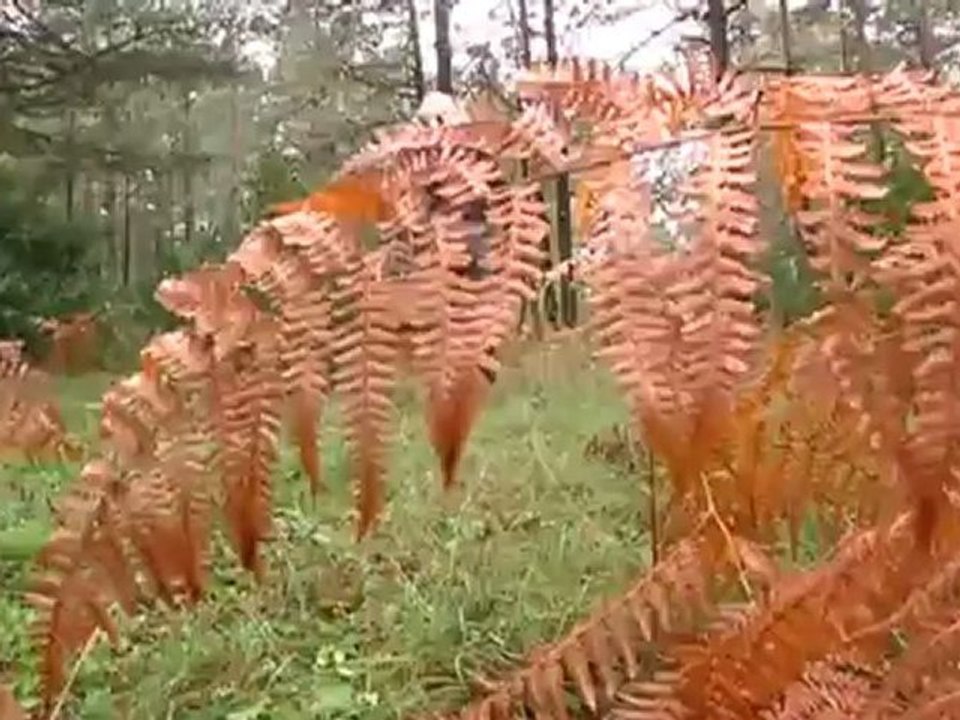 TV3 - Caçadors de bolets - Caçadors de bolets - capítol 84