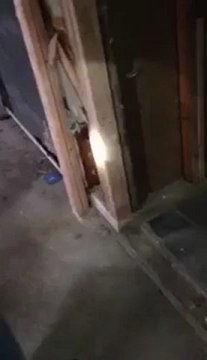 PestPlus- Hidden Termites In walls & Ceilings Condemn House