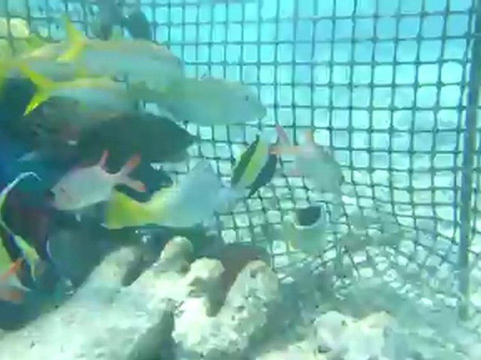 poissons du lagon dans parc à poissons