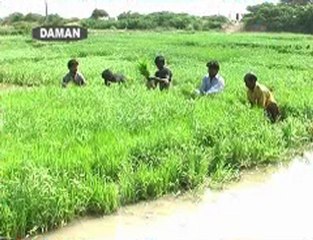 Badin sugar mills damage