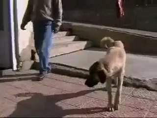 Halay Çeken Köpeğin İlginç Komik Sahneleri