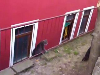 Karadenizli Kedilerin En Komik Atışmalarının Sahneleri