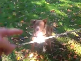 le chien funambule