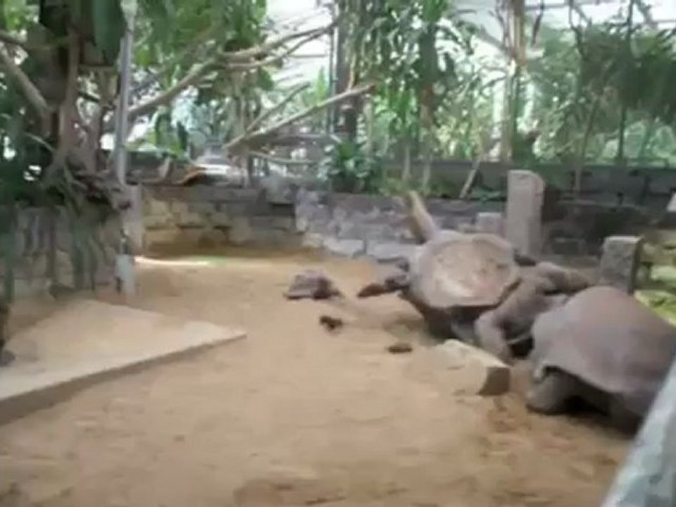 combat de tortues