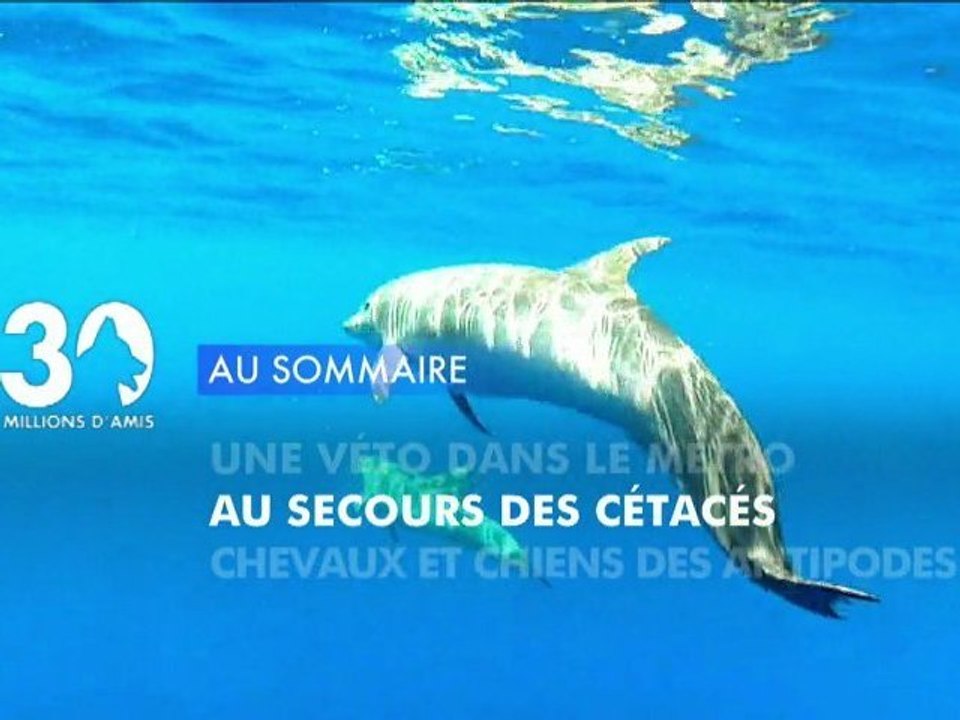 Sommaire émission 30 Millions d'Amis 1/12/2012