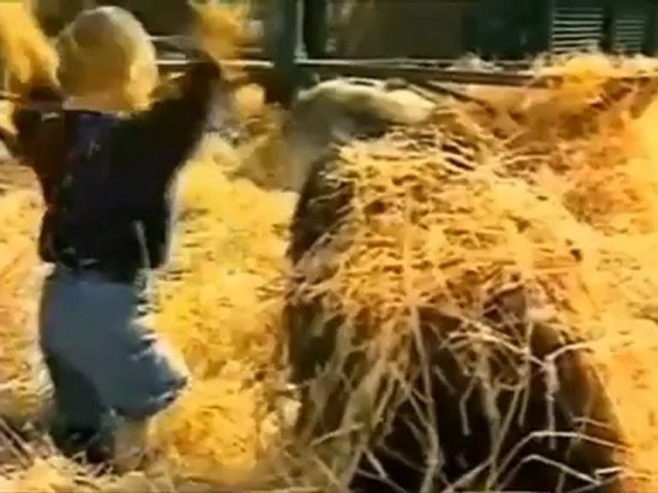 une fillette et des gorilles