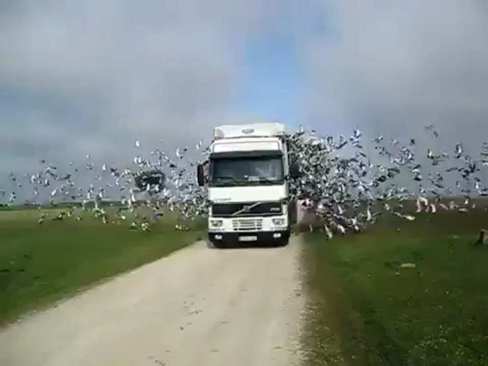 un grand lacher de pigeons