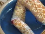 un serpent se mord la queue