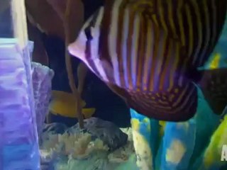 la tête de lit aquarium