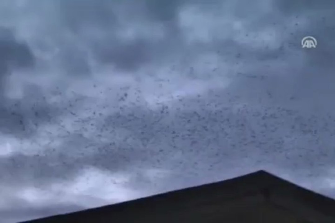 Kuşların gökyüzündeki dansı