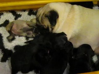 bb ephy-belle+ flash (4) 23 novembre 2012 002