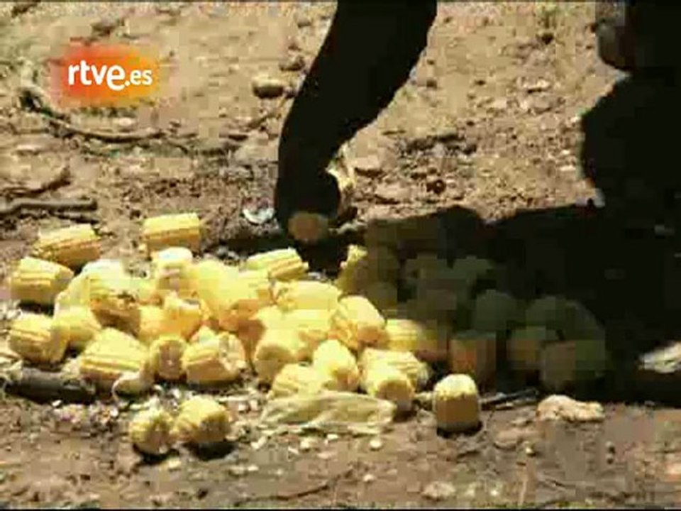 Los elefantes trabajan en equipo para conseguir comida - RTV