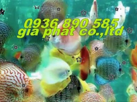 Cty sửa nhà,chống,thấm,giá,rẻ tại quận gò vấp call 0907 323 053