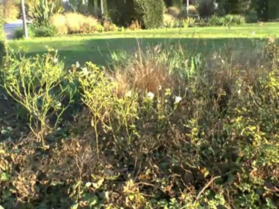 " LES PROMENADE DE MICHOU W-D.D ". - SUIVEZ MOI SUR LES SENTIERS DU ROY - 22 Novembre 2012.