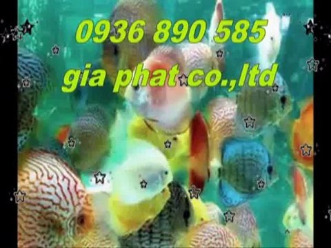 Cty sửa nhà,chống,thấm,giá,rẻ tại quận gò vấp call 0907 323 053