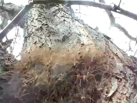 Araignées sur un arbre